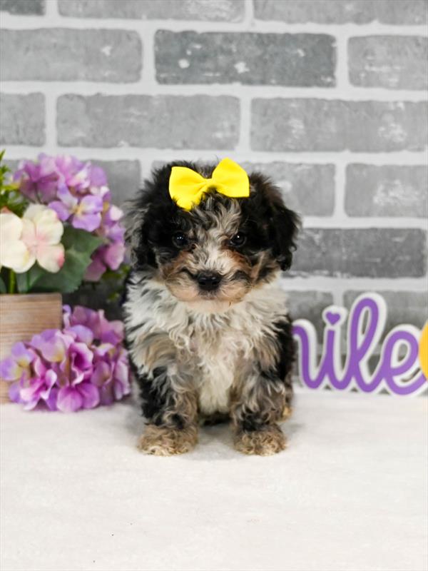 Sheepadoodle Mini 2nd Gen - 4199 - Image 3