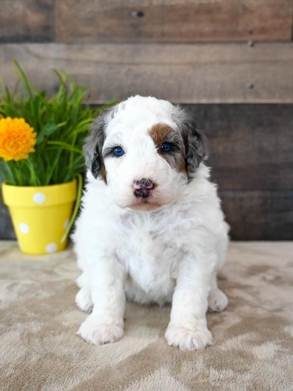 Sheepadoodle Mini 2nd Gen - 4189 - Image 3