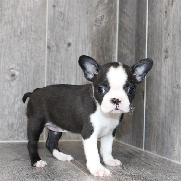 Boston Terrier - 6134 - Image 2