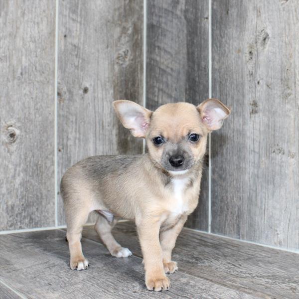Chihuahua - 6127 - Image 2