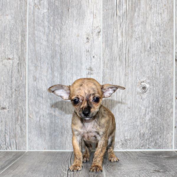 Chihuahua - 6128 - Image 2