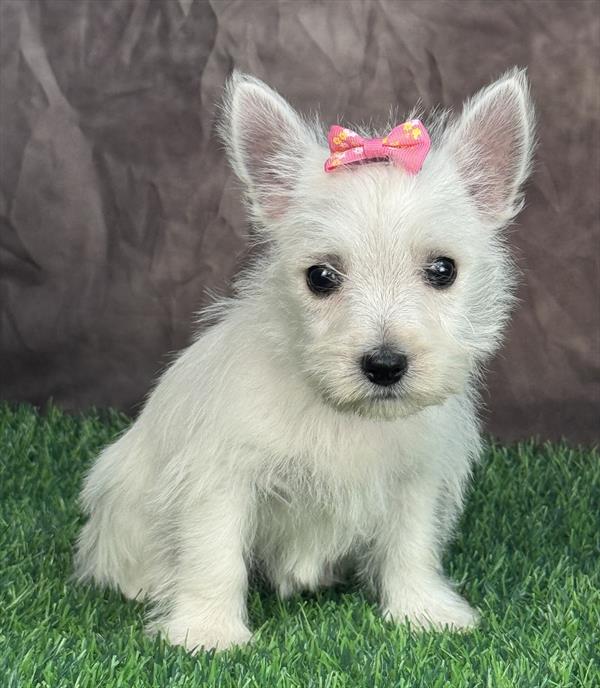 West Highland White Terrier - 7832 - Image 3