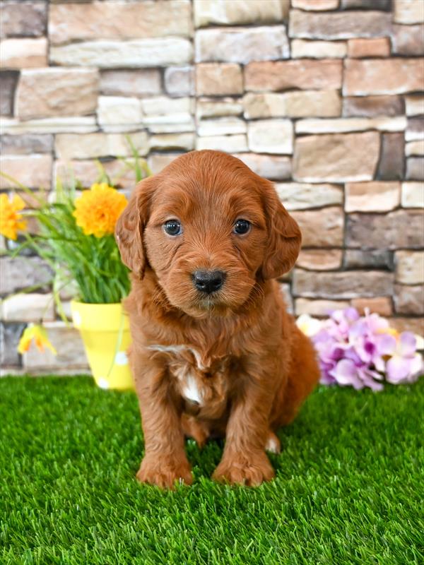Goldendoodle Mini F1 - 4250 - Image 2