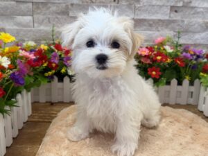 Maltese – 6777