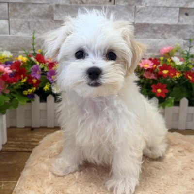 Reuben Maltese
