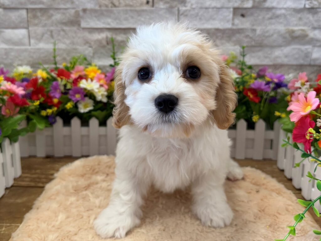 Cavachon - 6457 - Image 3
