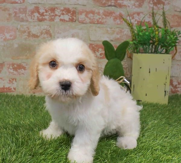 Cavachon - 6457 - Image 2