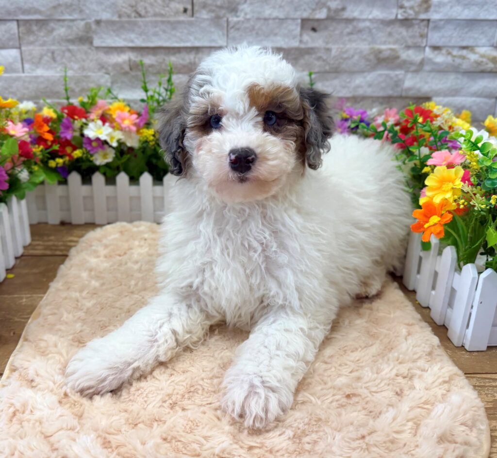 Sheepadoodle Mini 2nd Gen - 4189 - Image 2