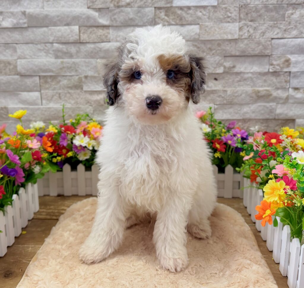 Sheepadoodle Mini 2nd Gen - 4189 - Image 1