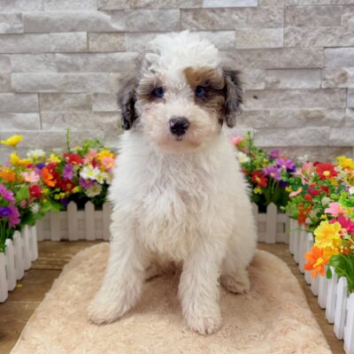 Stitch Sheepadoodle Mini 2nd Gen