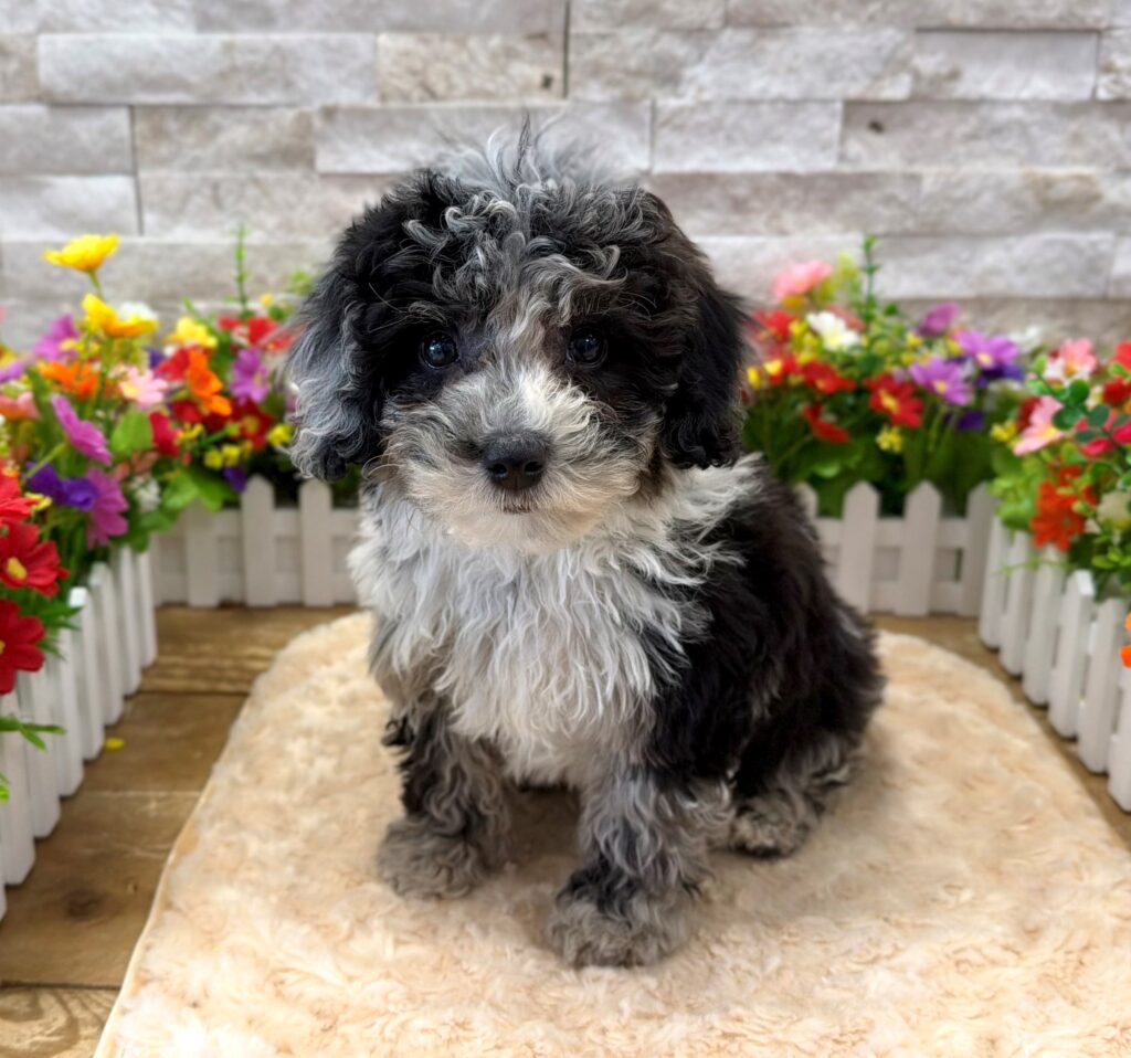 Sheepadoodle Mini 2nd Gen - 4199 - Image 2