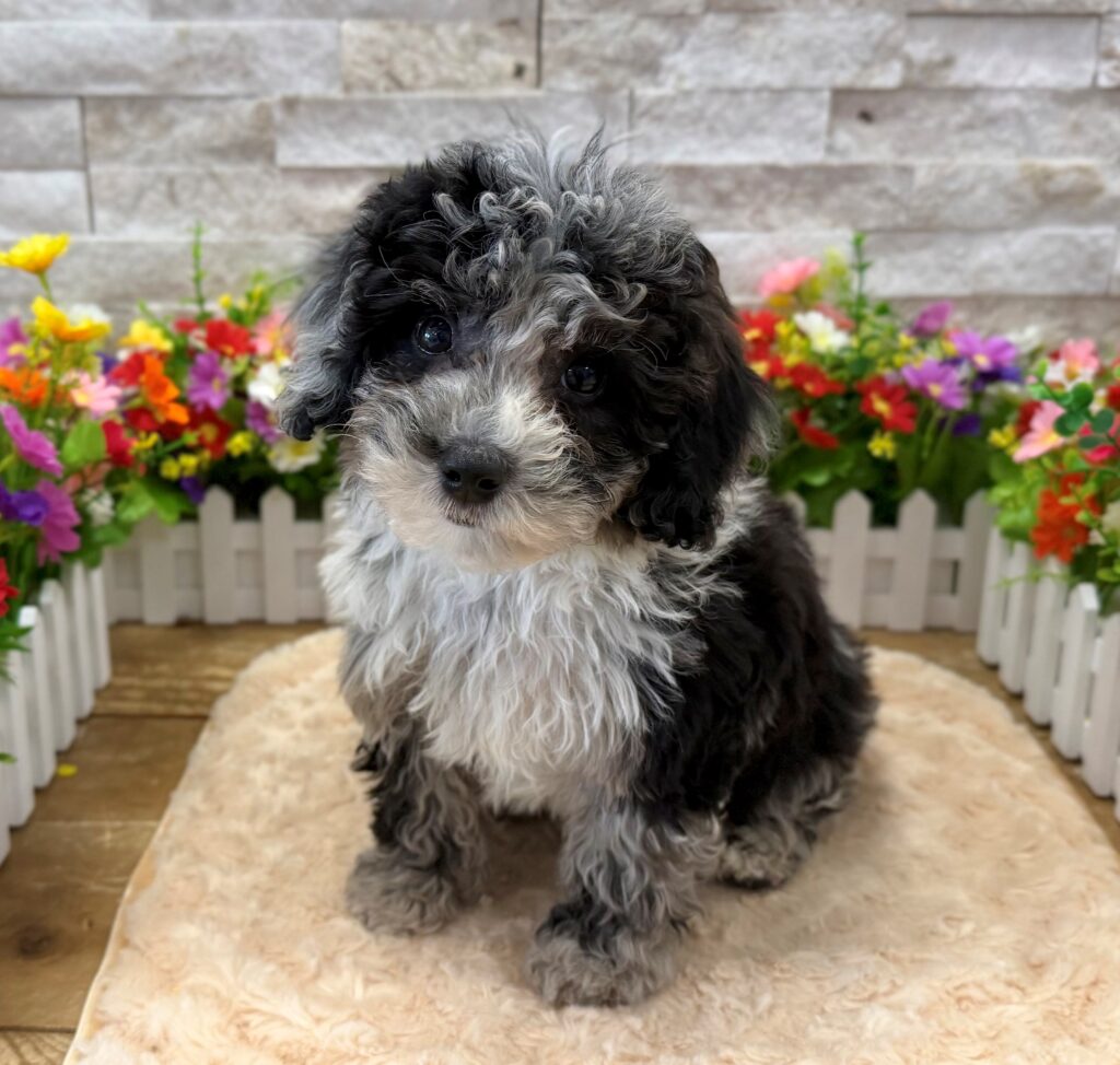 Sheepadoodle Mini 2nd Gen - 4199 - Image 1