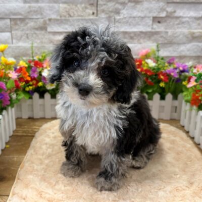 Hadley Sheepadoodle Mini 2nd Gen