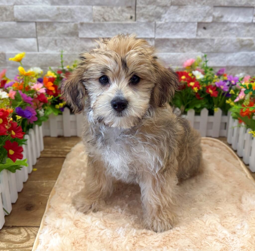 Yorkipoo - 8992 - Image 1