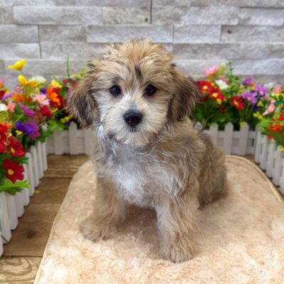 Emmett Yorkipoo