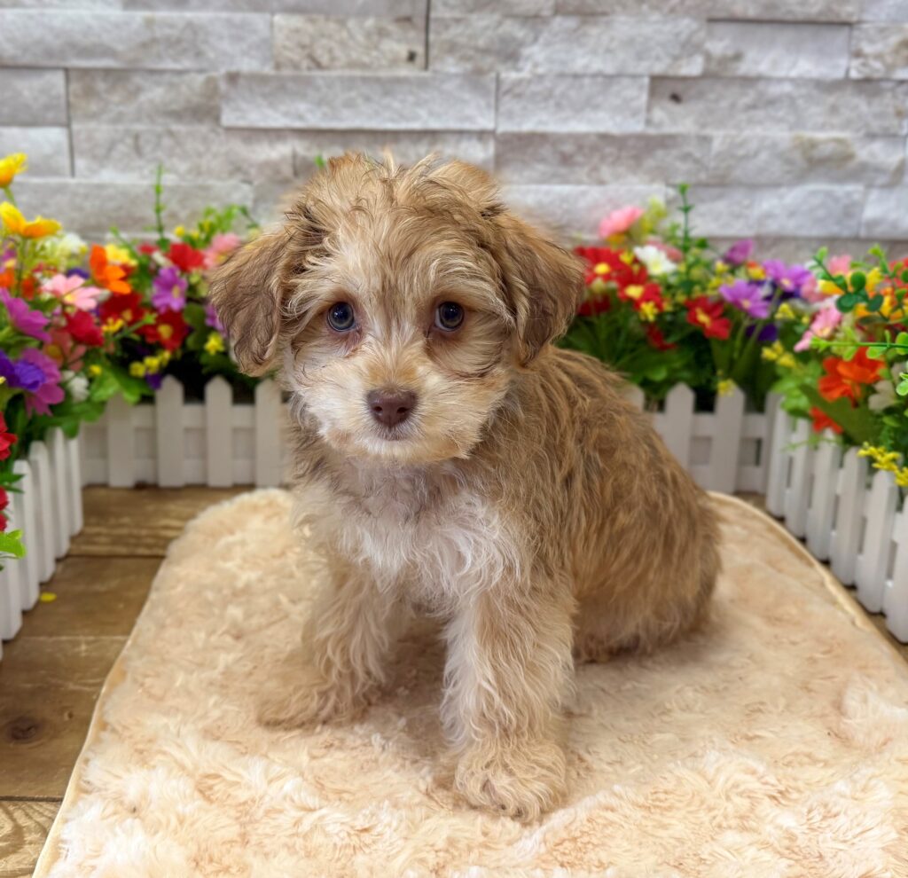 Yorkipoo - 8993 - Image 1