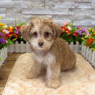 Libby Yorkipoo