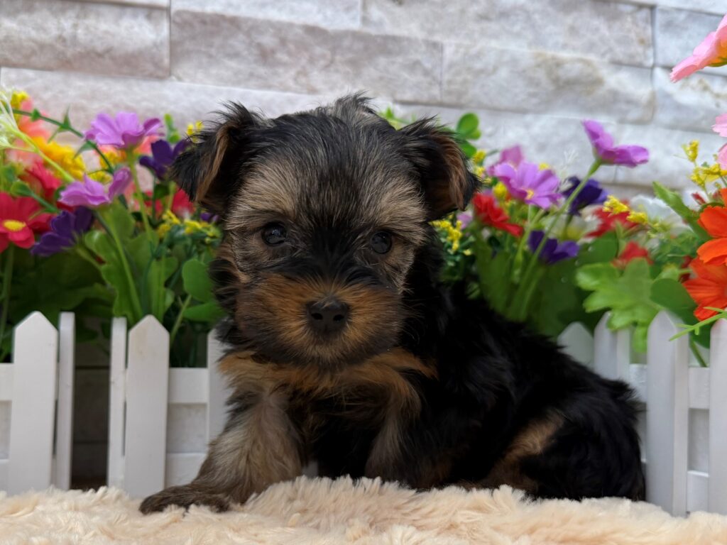 Yorkshire Terrier - 8820 - Image 1