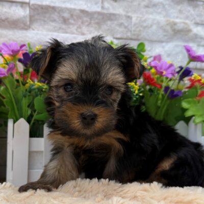 Indy Yorkshire Terrier