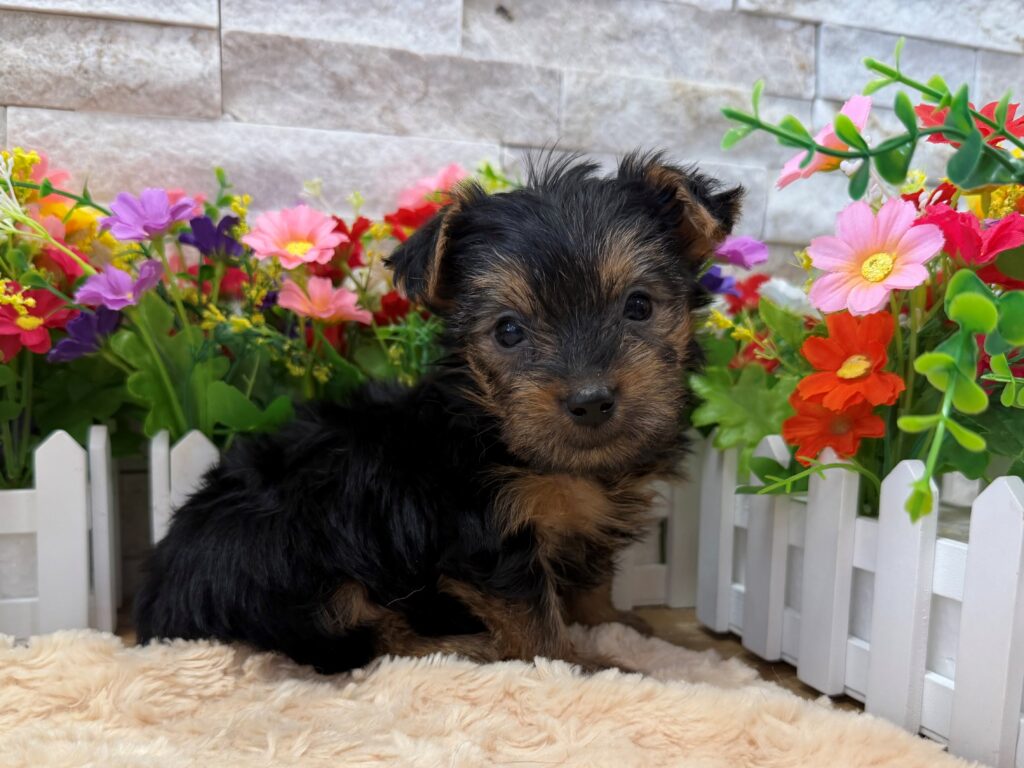 Yorkshire Terrier - 8811 - Image 1