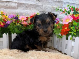 Furrylicious® Yorkshire Terrier puppy available