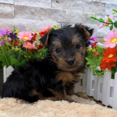 Chloe Yorkshire Terrier