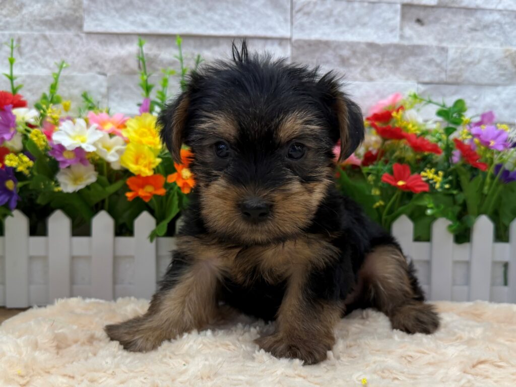 Yorkshire Terrier -8812 - Image 1