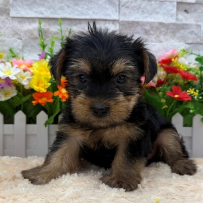 Judo Yorkshire Terrier