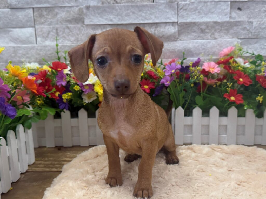 Chiweenie - 7572 - Image 1