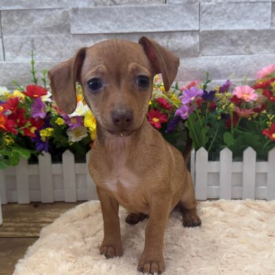 Chanel Chiweenie