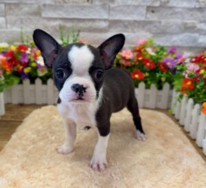 Furrylicious® Boston Terrier puppy available
