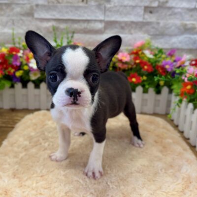 Midge Boston Terrier