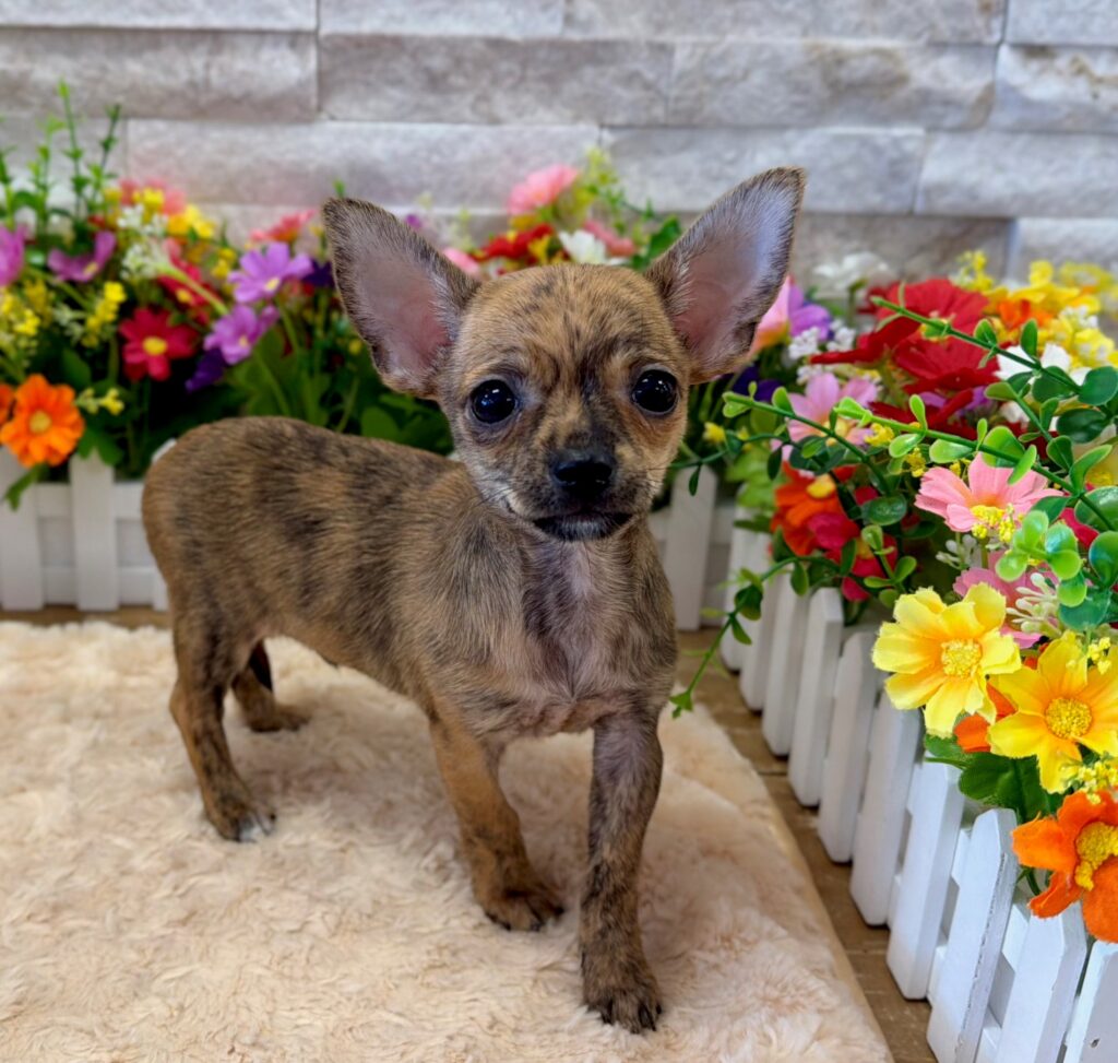 Chihuahua - 6128 - Image 3