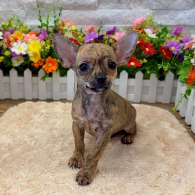 Bodhi Chihuahua