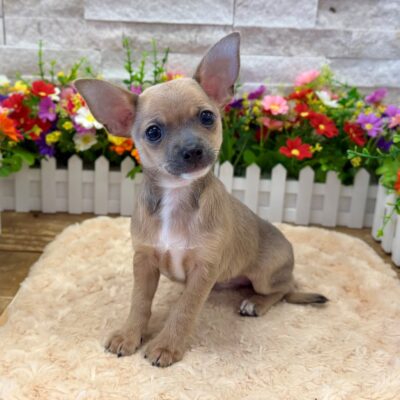 Bash Chihuahua