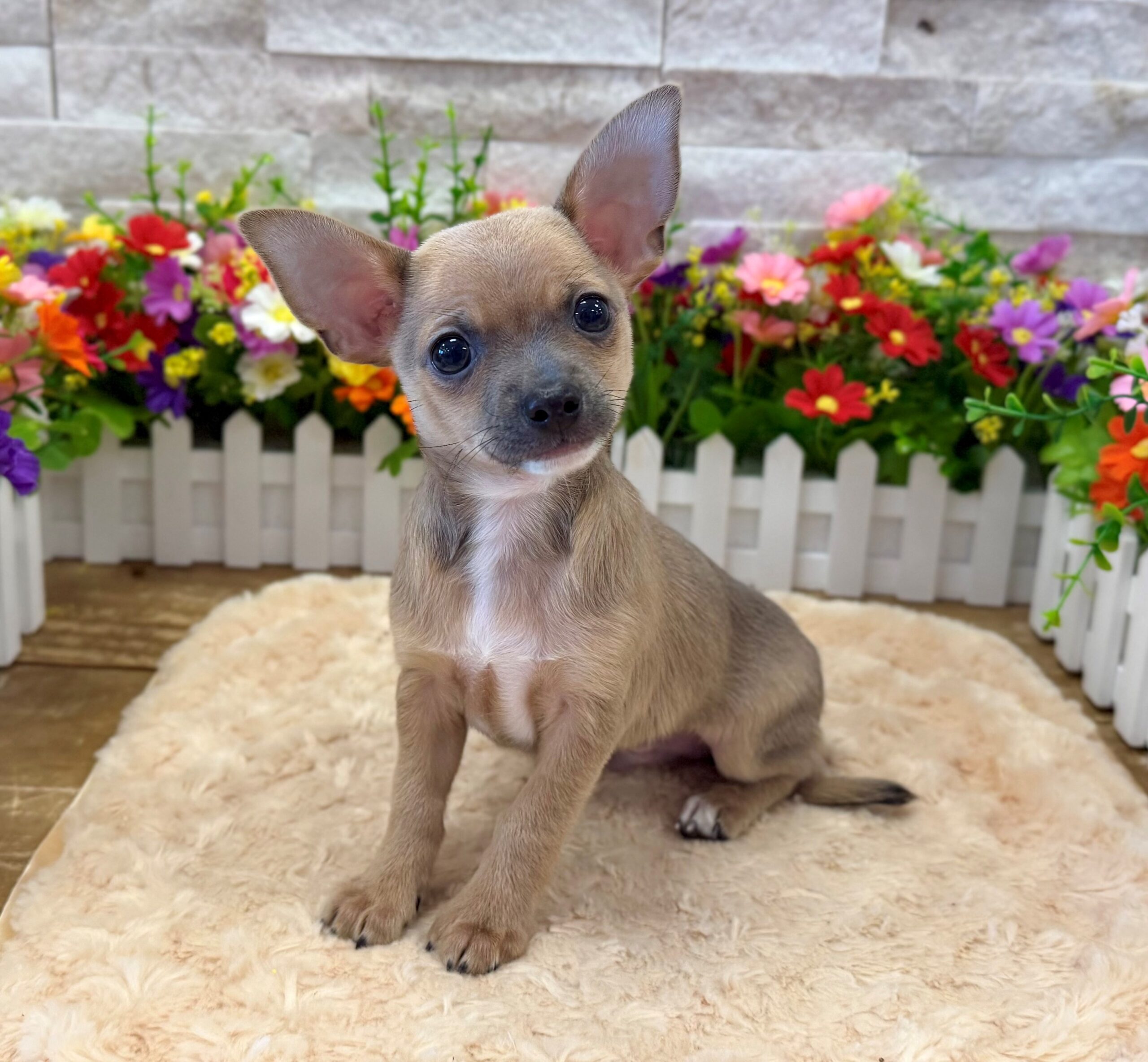 Chihuahua in Somerville, NJ
