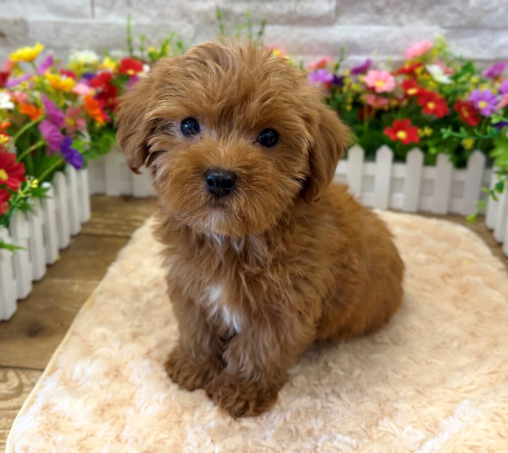 Yorkipoo - 8988 - Image 1
