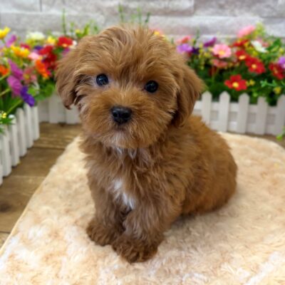 Leon Yorkipoo