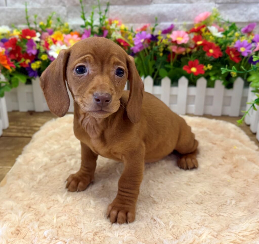 Dachshund - 10002 - Image 1