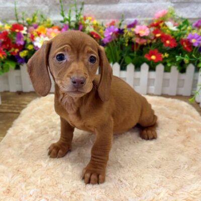 Cece Dachshund