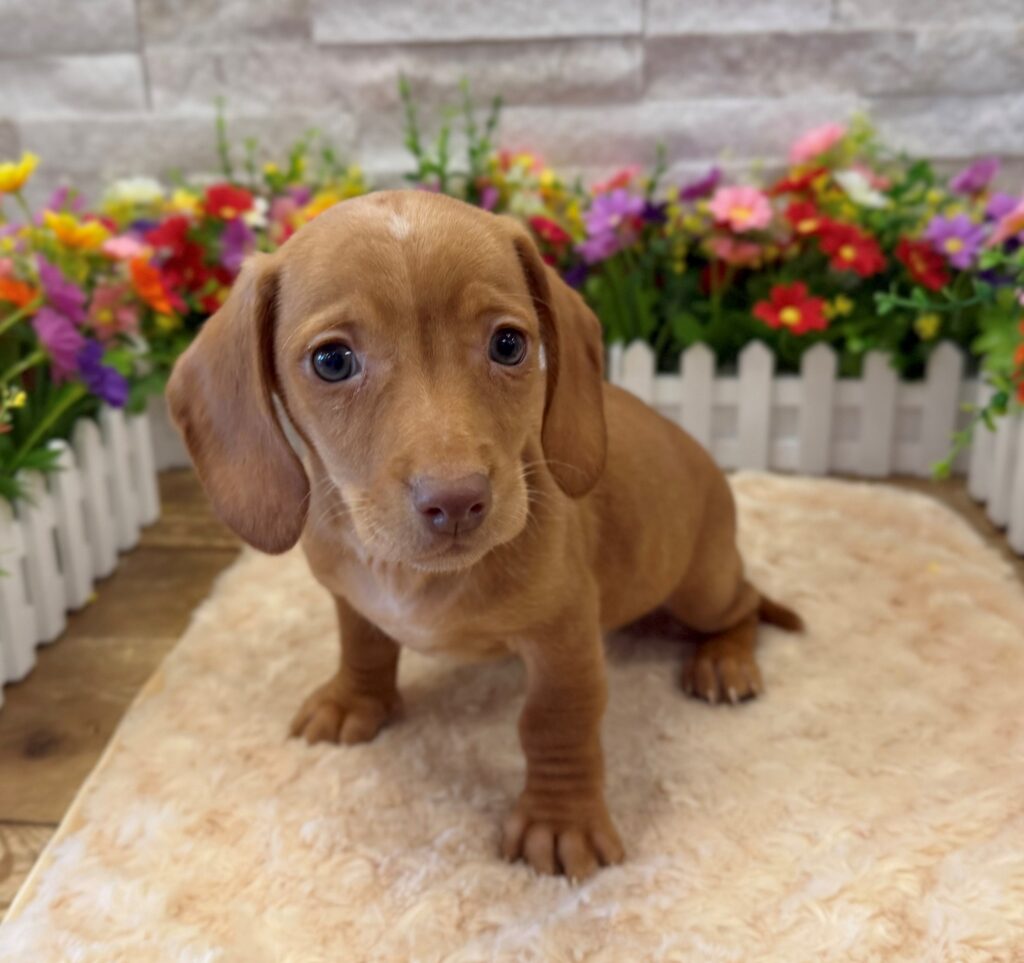 Dachshund - 0075 - Image 1