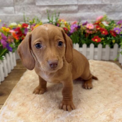Creed Dachshund