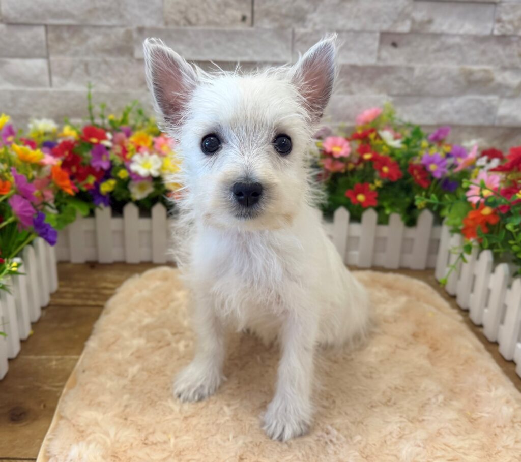 West Highland White Terrier - 7832 - Image 2