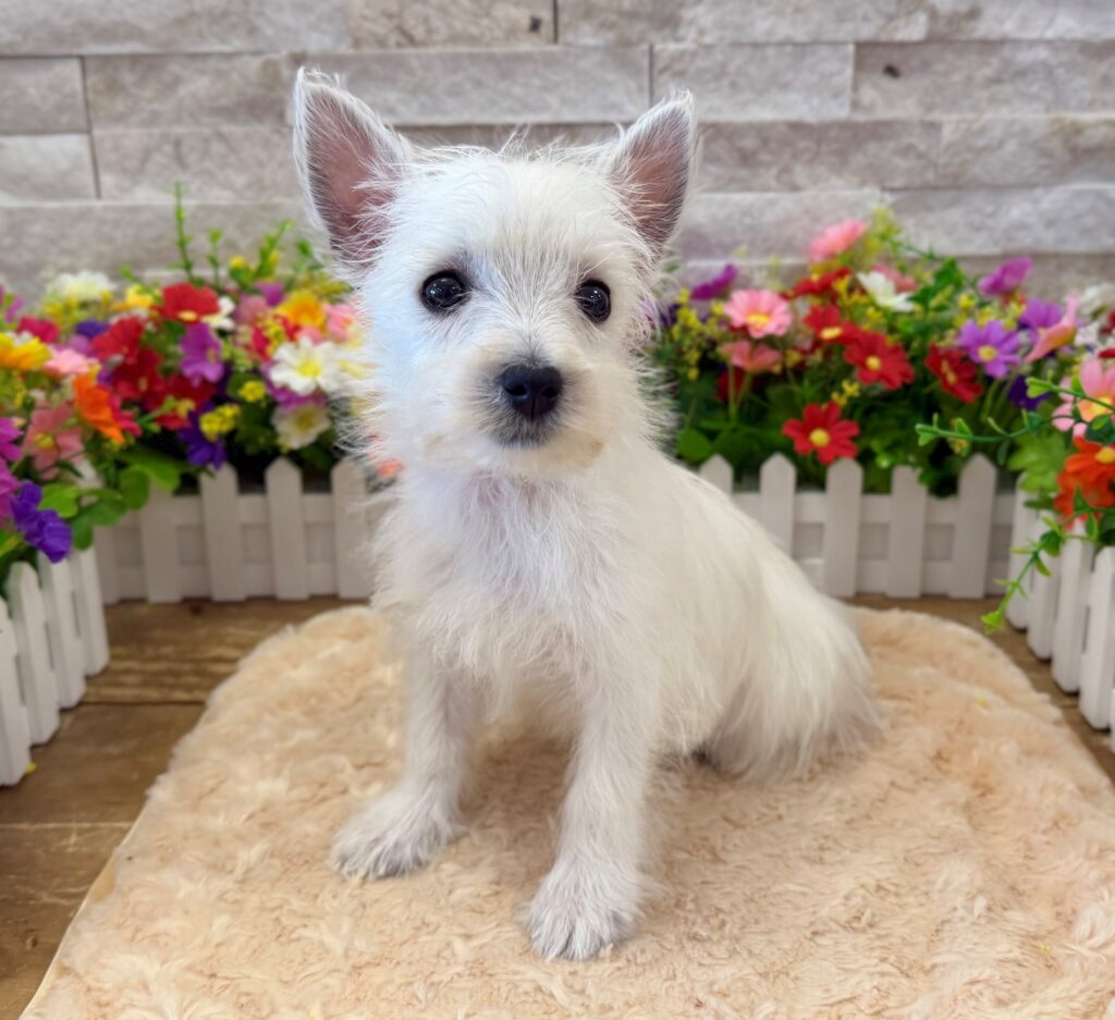 West Highland White Terrier - 7832 - Image 1