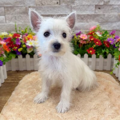 Marsha West Highland White Terrier