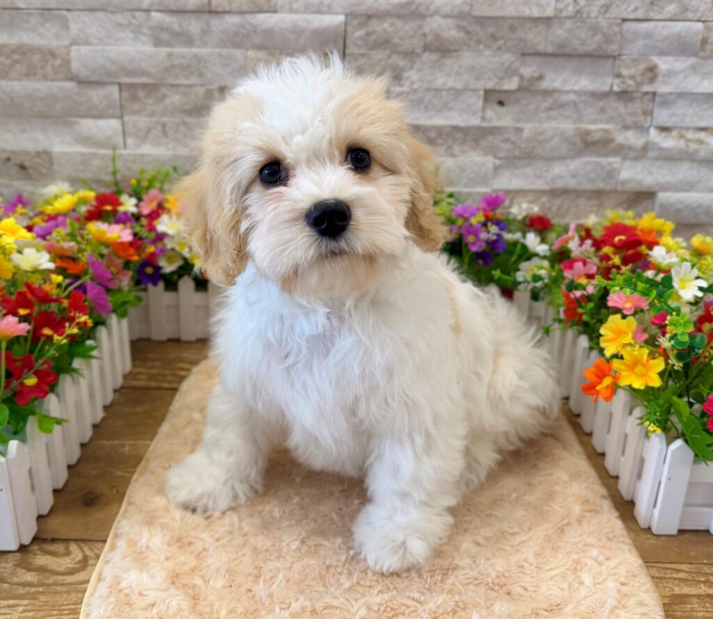 Cavachon - 6457 - Image 1