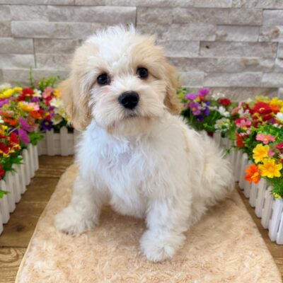 Tommy Cavachon