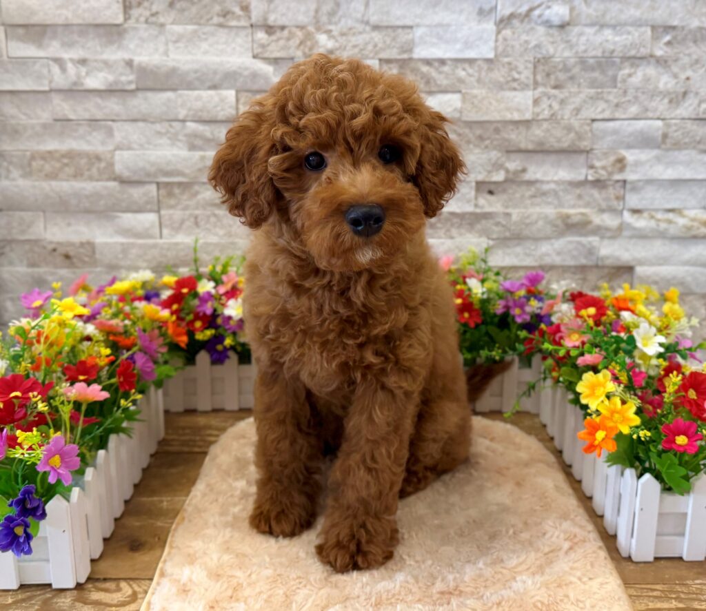 Cavapoo - 8942 - Image 1