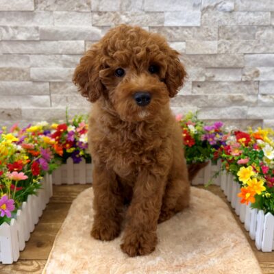 Brooks Cavapoo
