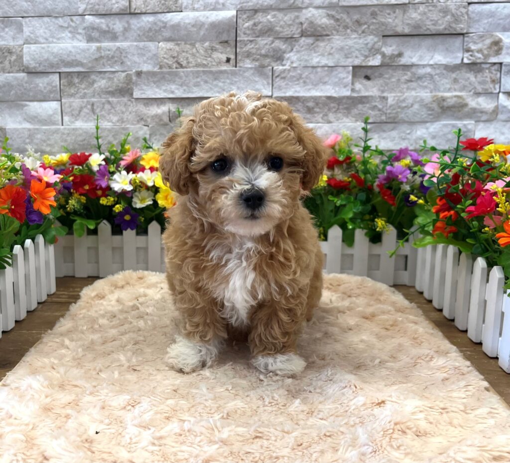 Maltipoo - 8948 - Image 1